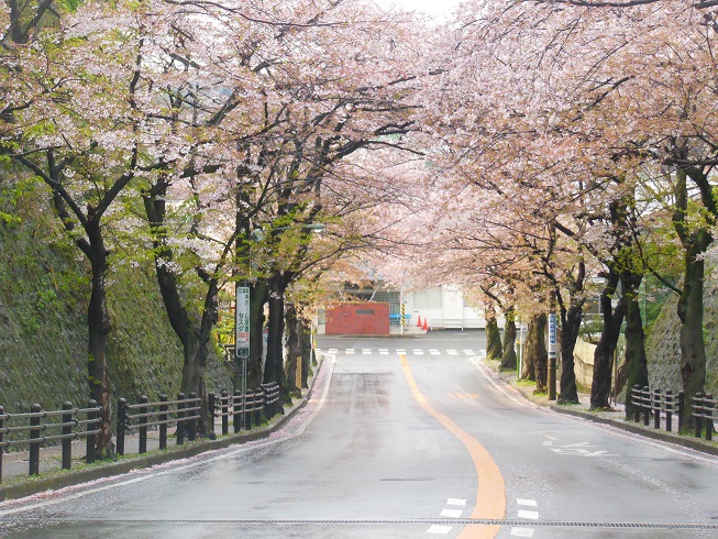 ★桜のトンネル★