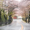 ★桜のトンネル★