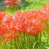 土手を彩る曼珠沙華♪