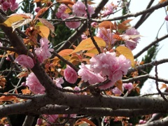 ♪八重桜～逗子第一公園