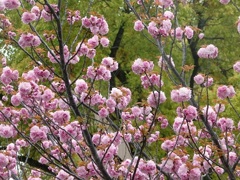 八重桜～徳川庭園