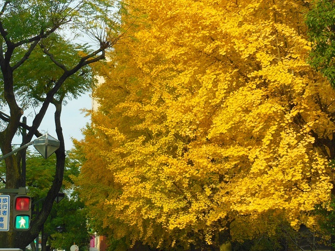 ♪銀杏～広島