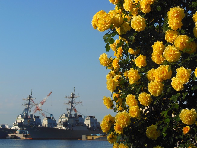 ♪横須賀の薔薇♪