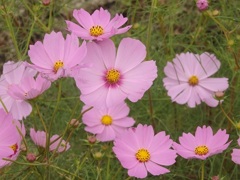 ♪秋桜