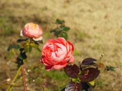 日比谷公園の薔薇♪