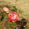 日比谷公園の薔薇♪