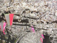 ♪隅田川の桜　