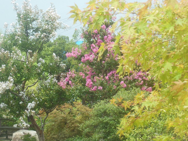 夏→秋　徳川庭園♪