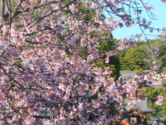 ♪桜～鶴岡八幡宮