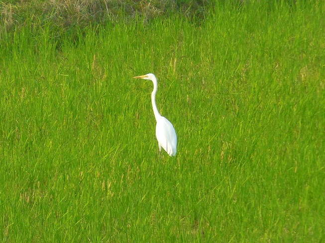 緑に目立ちます＾＾　愛知県阿久比