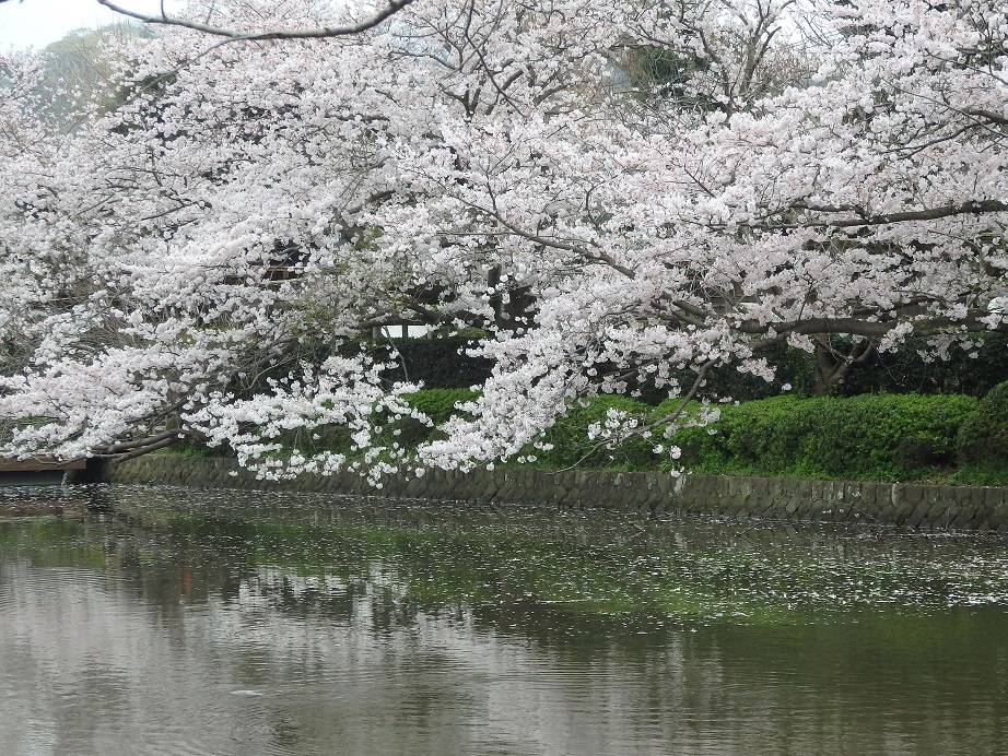 ♪鎌倉の桜～源氏池