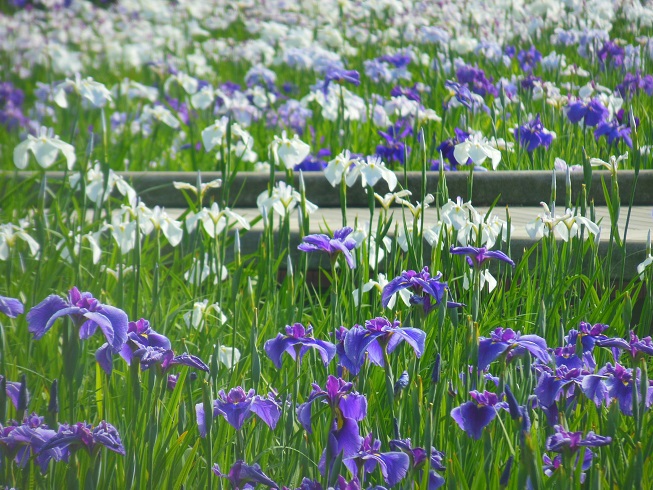 ♪菖蒲園♪