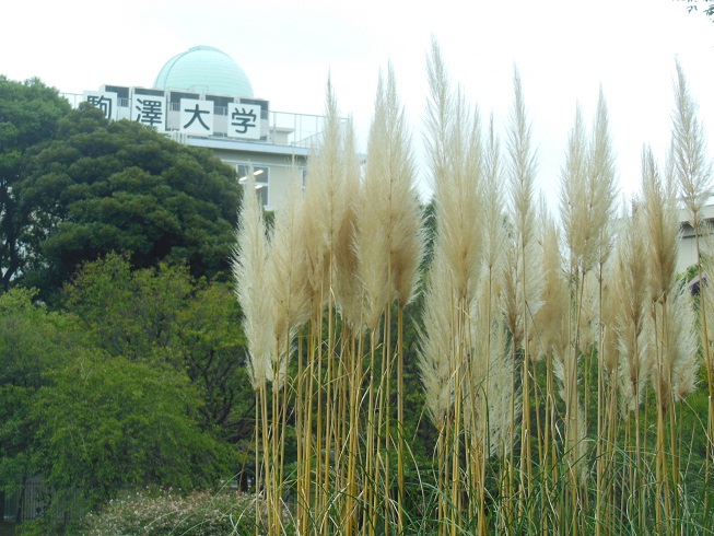 駒沢公園の秋景色^^