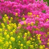 菜の花とシャクナゲ