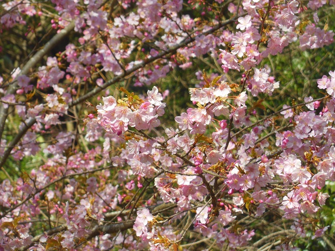 逗子も満開～河津桜♪