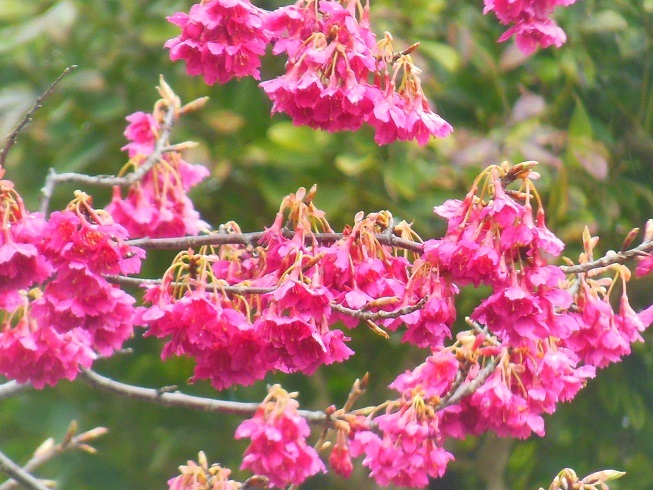 ♪寒緋桜～逗子