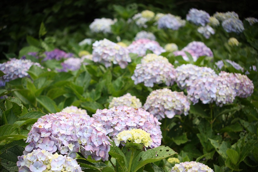 ☆観音崎の紫陽花　辛そー><"☆