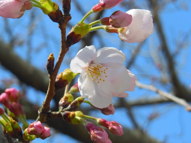 ♪開花宣言～神奈川県逗子市