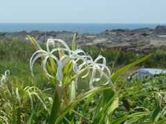 浜木綿 城ケ島