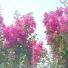 夏花　花盛り♪