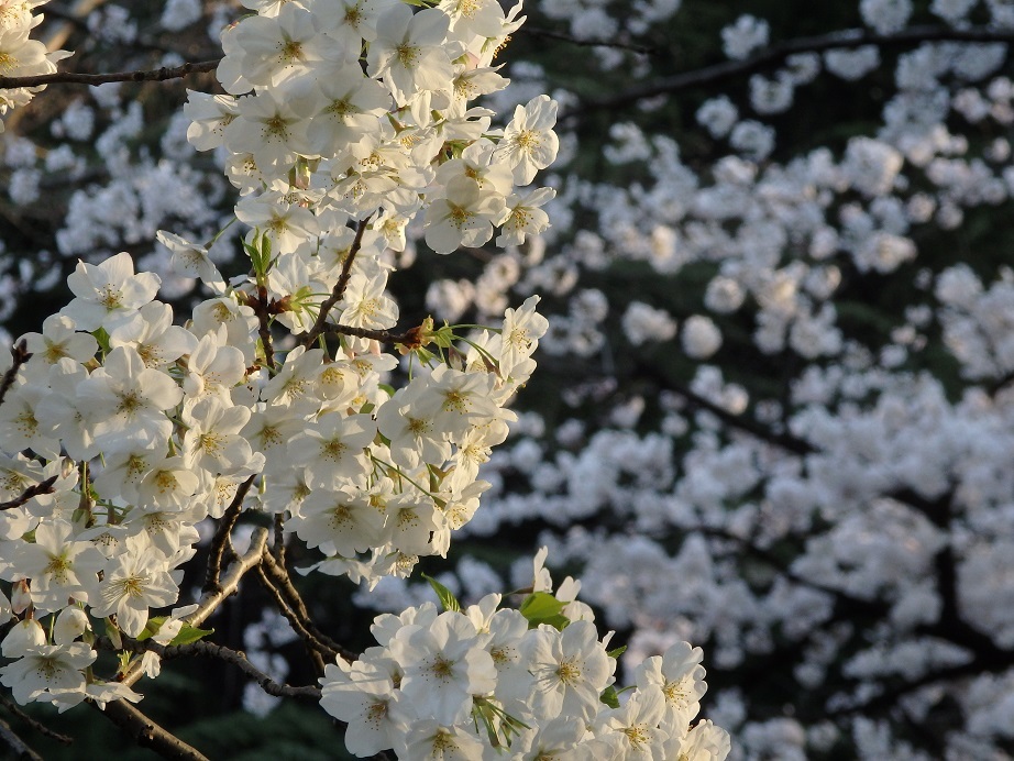 ♪山桜～日比谷公園