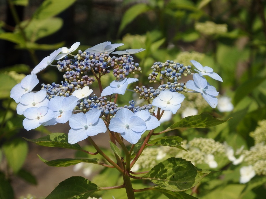 ♪額紫陽花～多摩平