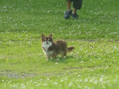 A dog in the park^^