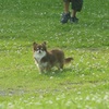 A dog in the park^^