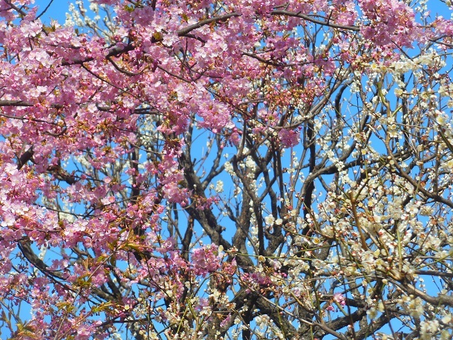 ♪桜vs梅～新宿御苑