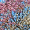 ♪桜vs梅～新宿御苑