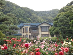 ♪薔薇～鎌倉文学館