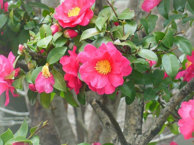 新大阪で出会った山茶花♪