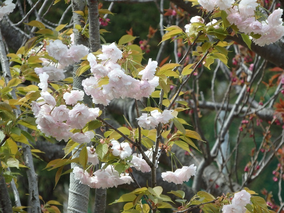 ♪里桜～逗子