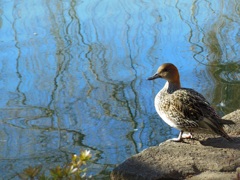 昼下がり～井の頭公園♪