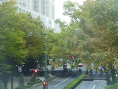 西新宿　欅並木