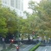 西新宿　欅並木