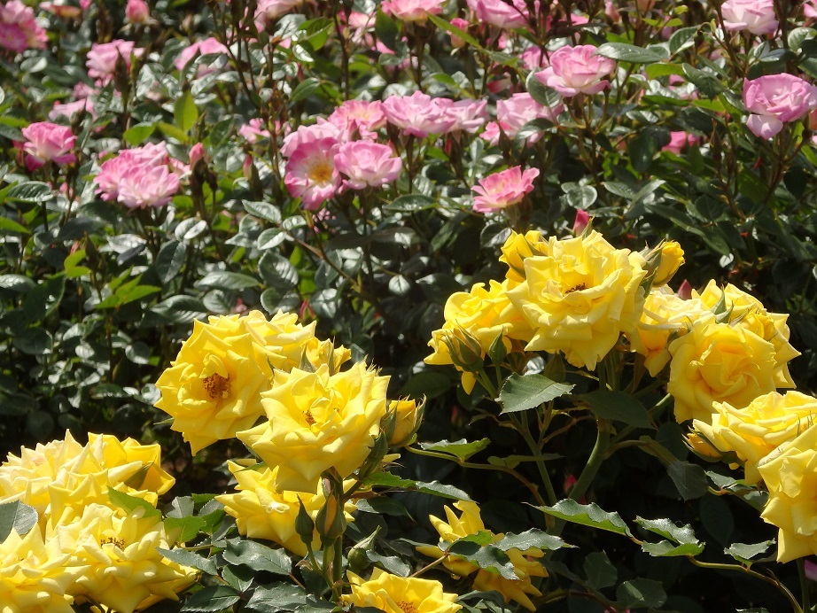♪薔薇～横須賀ヴェルニー公園