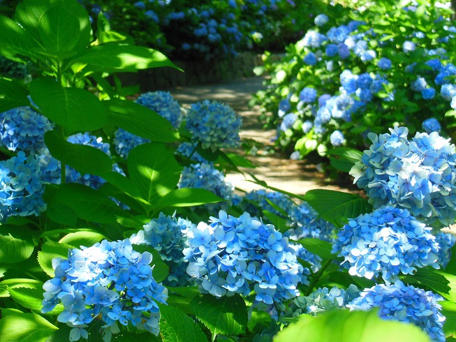 ♪紫陽花の路♪