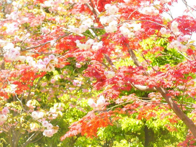 ♪八重桜とモミジ　京都