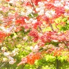 ♪八重桜とモミジ　京都