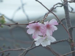 十月桜～名古屋
