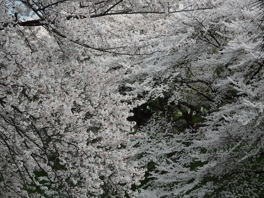 ♪名古屋城のソメイヨシノ