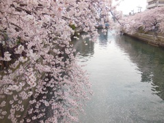 ♪川沿いの桜並木♪