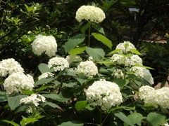 ♪アナベル～西明石　花と緑の学習館