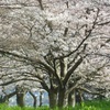 ♪満開～黒崎城址