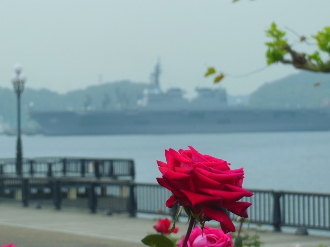 ♪薔薇と空母～ヴェルニー公園