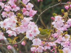 桜とメジロ♪