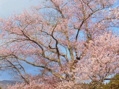 ♪陸前高田の桜