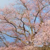 ♪陸前高田の桜