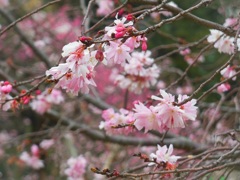♪十月桜～芝離宮